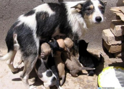 В Новочеркасске горожан призывают стерилизовать домашних животных