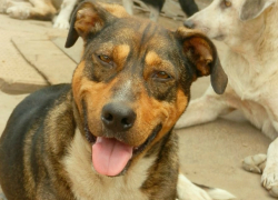 Спасенная из крематория Черневского «собака-улыбака» ищет новый дом в Новочеркасске