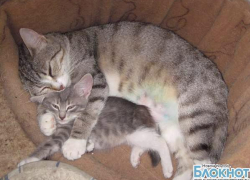 Новочеркасский кошачий приют просит помощи у горожан