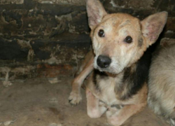 Брошенная на стройке собака ищет новый дом в Новочеркасске