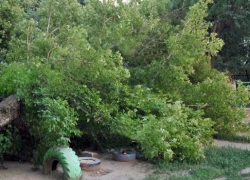 Огромное дерево рухнуло на детскую площадку в Новочеркасске