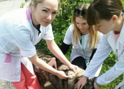 В Новочеркасске проведут бесплатную вакцинацию домашних животных