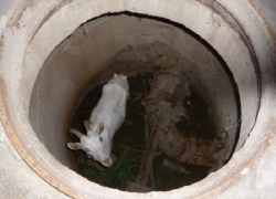 В Новочеркасске провели спасательную операцию по извлечению козы из колодца