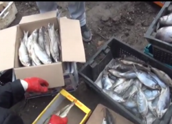 Конфискованная в Новочеркасске у подпольщиков рыба была опасна для здоровья