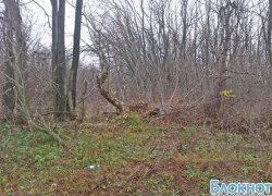 Роще «Красная весна» в Новочеркасске вернут отданные под жилую застройку 1,6 гектара