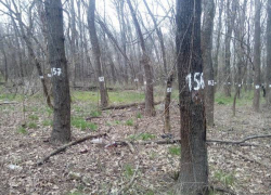 В новочеркасской роще на месте будущего строительства пронумеровали деревья