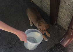 Маленький щенок четыре дня просидел в тесной западне в Новочеркасске