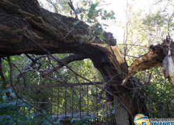 В Новочеркасске упало аварийное дерево, пока коммунальные службы разбирались, кто должен его спилить
