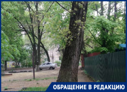 «Засохший тополь может рухнуть, не дождавшись топора дровосека», - жительница Новочеркасска