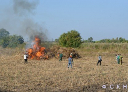 В Новочеркасске сожгли огромную кучу конопли