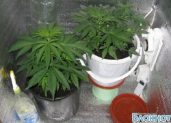 В Новочеркасске осудят мужчину, который выращивал дома коноплю