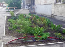 В Новочеркасске «девятка» разъезжала по двору и громила клумбы