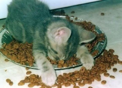 Рядом с Новочеркасском появится много «Вискаса»