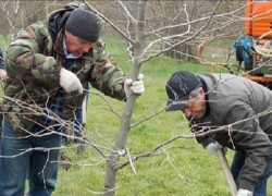 28 марта Новочеркасск засадят деревьями