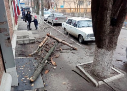 В Новочеркасске упавшие из-за сильного ветра ветки повредили легковой автомобиль 