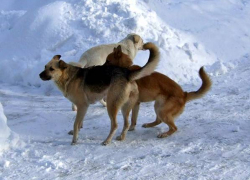Отловом бродячих животных в Новочеркасске будет заниматься строительная фирма
