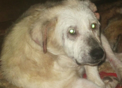 История одной собаки: самая давняя обитательница приюта под Новочеркасском ищет семью