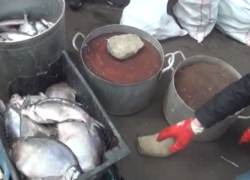 В Новочеркасске «накрыли» два подпольных рыбных цеха