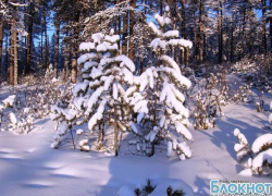 В Ростовской области перед новогодними праздниками усилили охрану сосен и елок