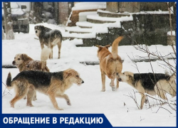 В Новочеркасске на жителей напала стая агрессивных собак 