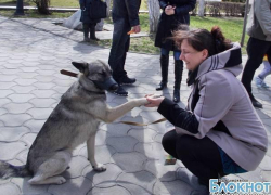 В Новочеркасске общество помощи бездомным животным организовало благотворительную ярмарку