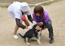 В Новочеркасске продлили прививочную кампанию против бешенства собак и кошек