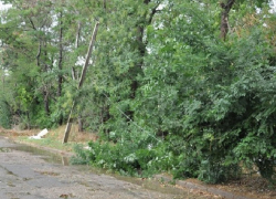Упавшее дерево лишило света сотни жителей новочеркасского микрорайона Ключевой