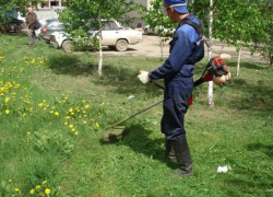 На покос травы в Новочеркасске выделили 4 миллиона рублей