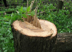 В Новочеркасске в роще «Красная весна» началось строительство детских садов (ВИДЕО)