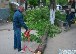 В центре Новочеркасска шквалистый ветер повалил дерево на здание банка (ВИДЕО)