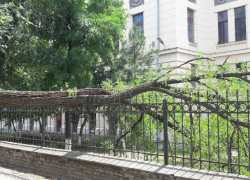 Огромное дерево перегородило тротуар возле главного корпуса новочеркасского университета