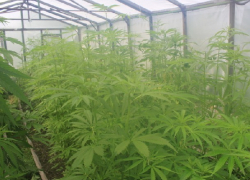 Мужчина вырастил плантацию конопли на своем участке под Новочеркасском