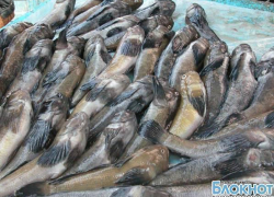 В Дону обнаружена зараженная рыба