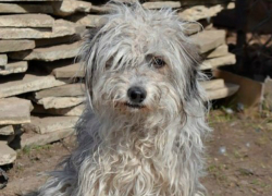 Симпатичная веселая собачка ищет новый дом и заботливых хозяев в Новочеркасске
