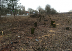 Кто и зачем вырубил деревья на въезде в Новочеркасск будет выяснять прокуратура