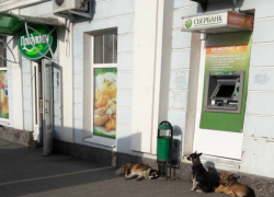 Стая бродячих собак держит в страхе прохожих в центре Новочеркасска