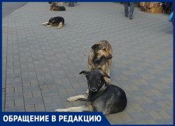 «Еле отбились от собак», - жители Новочеркасска