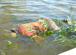 Мужчина из Новочеркасска утонул в одном из водоемов Москвы