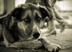В сети появилось сомнительное предложение по избавлению от бездомных собак в Новочеркасске