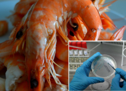 В торговых сетях Новочеркасска могут продаваться кальмары и креветки с кишечной палочкой