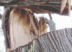В Новочеркасске на одной и той же улице упали два дерева