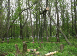 В Новочеркасске пересчитают зеленые насаждения