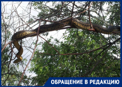 «Вот это шланг!»: огромная змея напугала новочеркасцев возле ГРЭС