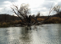 Предстоящий уик-энд в Новочеркасске будет пасмурным и не по зимнему теплым