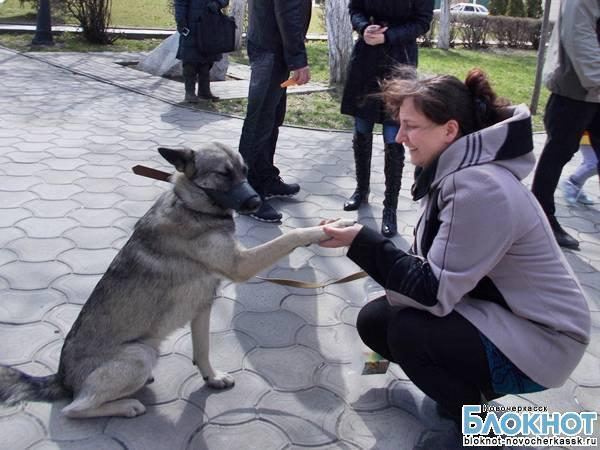 В Новочеркасске общество помощи бездомным животным организовало благотворительную ярмарку