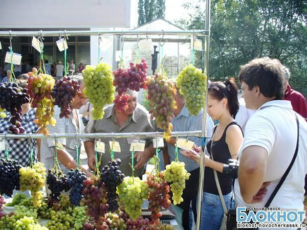 В Новочеркасске прошла четвертая межрегиональная выставка винограда