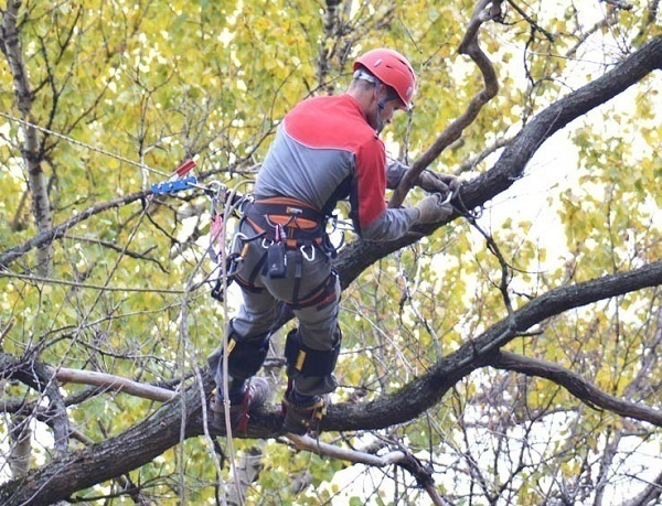 В Новочеркасске на улице Пушкинской началась обрезка деревьев