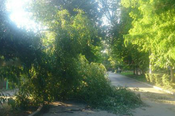 Больше суток упавшее дерево в центре Новочеркасска не дождется коммунальных служб