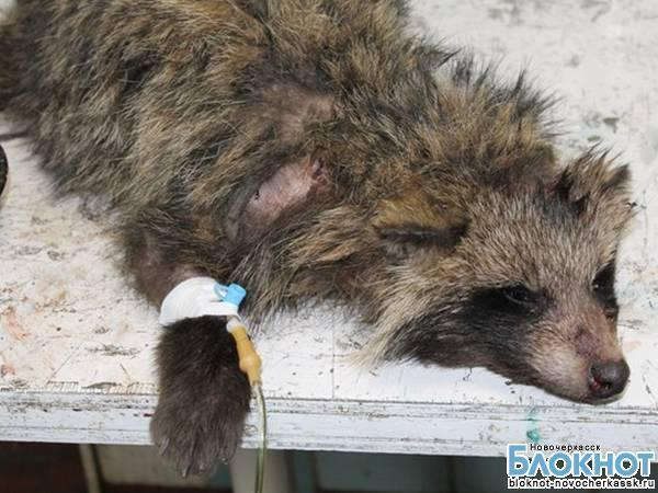 В Новочеркасске ветеринары спасли умирающего бездомного енота