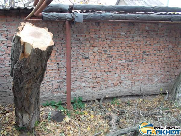 В Новочеркасске после публикации «Блокнота» спилили аварийное дерево, угрожавшее детскому саду